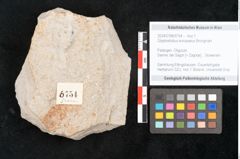 Foto (Objekt + Etikett) von Glyptostrobus europaeus Brongniart (NHMW-GEO-2024-0188-6754)